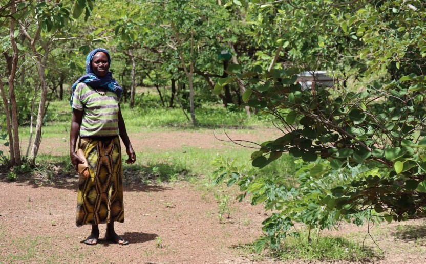 ponasi_burkina_foret_agroforesterie_bois_doeuvre_riz_.jpeg