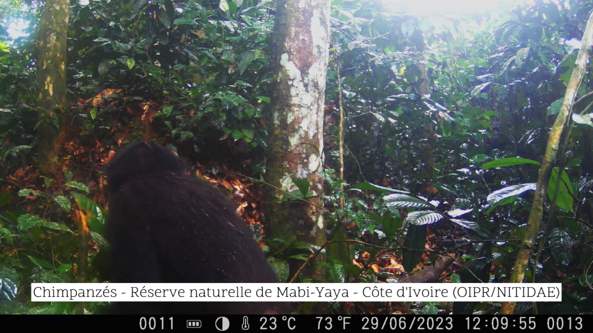chimpanze_mabi_cote_biodiv_prm.png