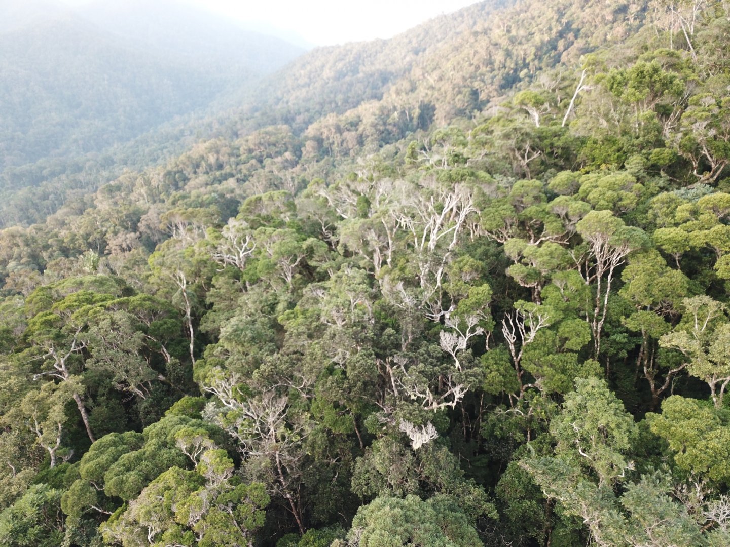 mada_foret_biodiv_lemur_teledetection_corentin.jpg