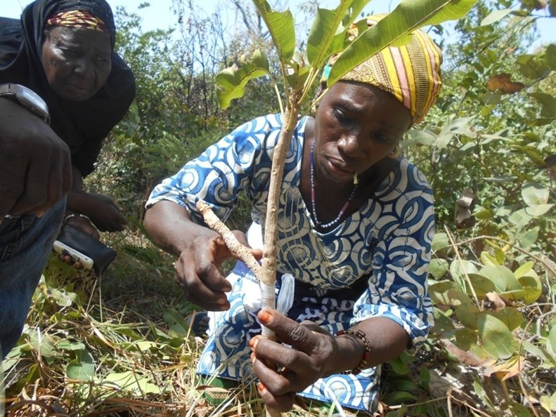 karite_parc_burkina_agri_biodiv_foret.jpg