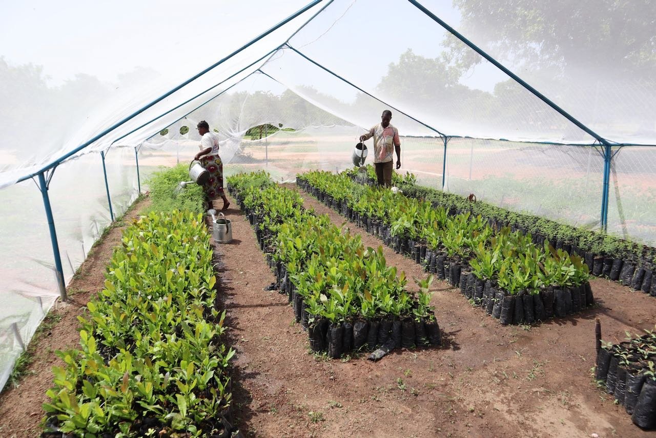 ponasi_burkina_foret_agroforesterie_bois_doeuvre_riz_.jpeg