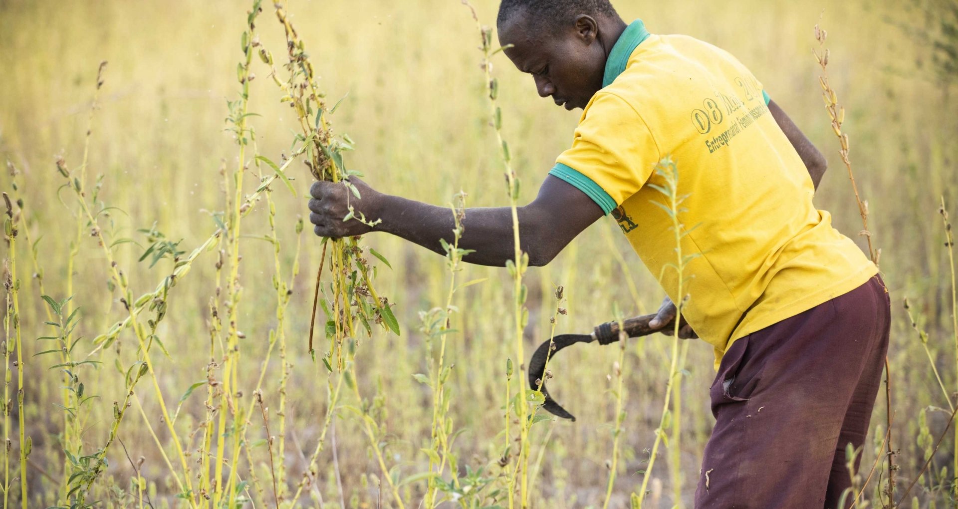 sesame_burkina_agri_marche.jpg