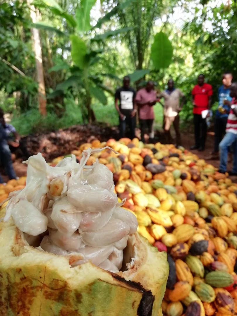 cacao_cote_d_ivoire_marche_agri_foret.jpg