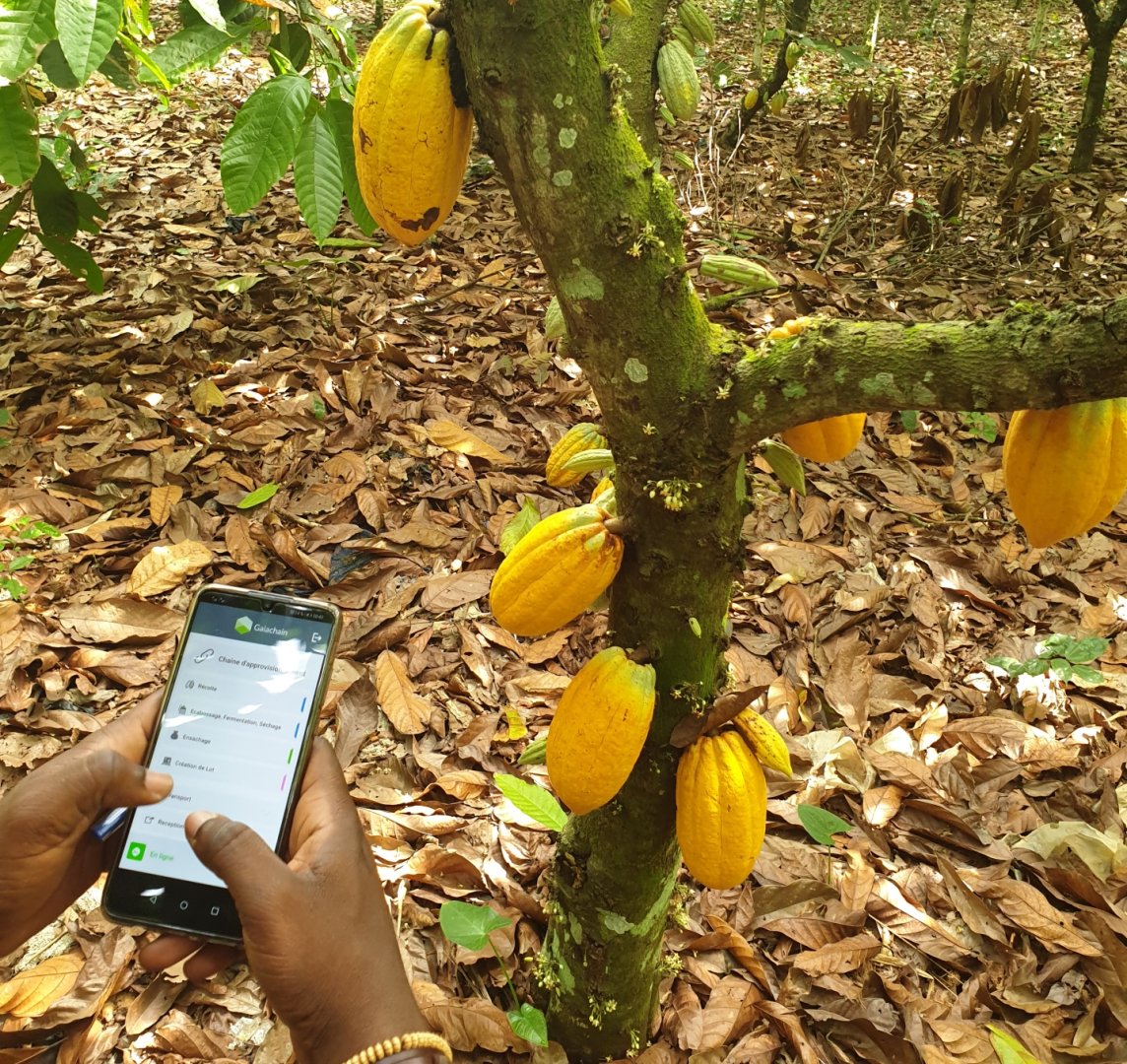 cacao_tic_cote_agri_foret_bio_traca.jpg