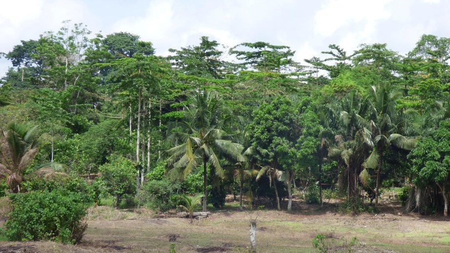 cacao_agrof.jpg