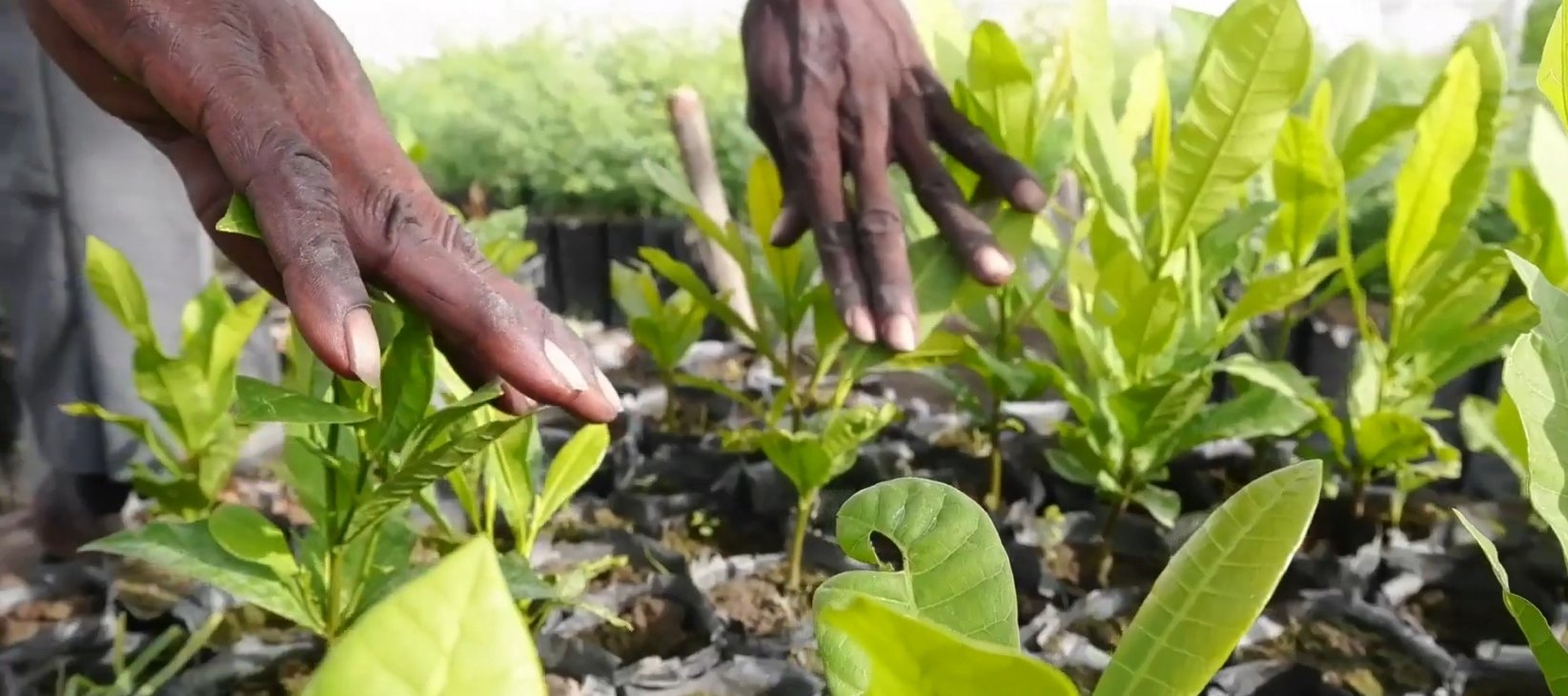 burkina_faso_agriculture_bois_d_oeuvre_wakanda_ponasi_.jpg