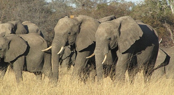 elephant_aires_protegees_foret_moz_biodiversite.jpg