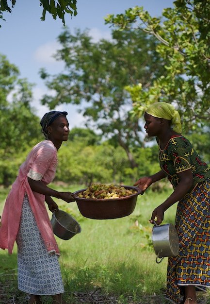 karite_recolte_agri_burkina.jpg