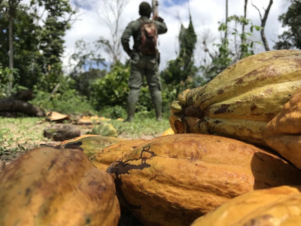 discovery_of_an_illegal_cocoa_crop_in_protected_area_photo_credit_mighty_earth.jpeg