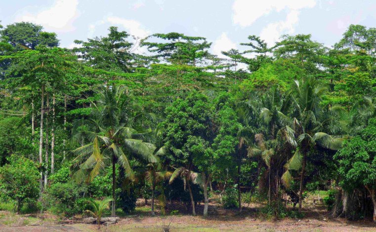 agroforesterie_cote_cacao_foret_agri_bio.jpg