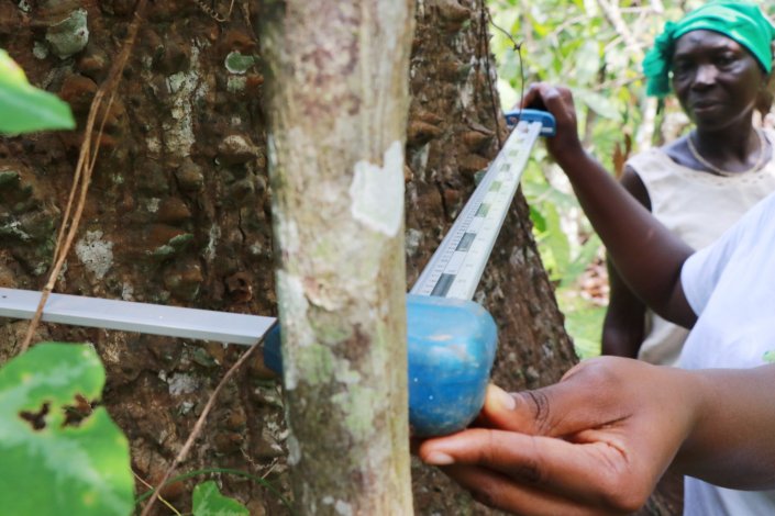 mesure_arbre_cote_ivoire.jpg