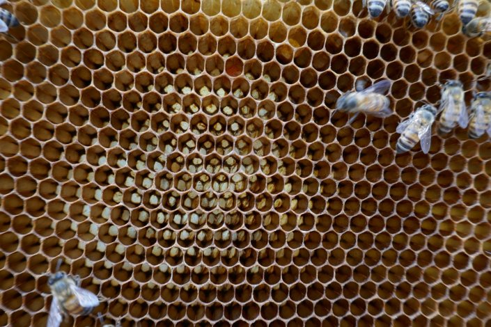 honeycom_bee_detail.jpg