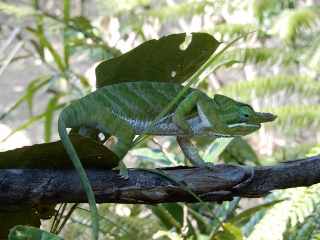 furcifer_balteatus_madagascar_agroecologie_biodiversite_climat_foret_faune.jpg