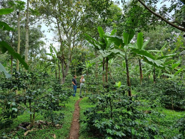 tanz_etude_cajou_cafe_banane_agroforesterie_agri_marche_climat.jpg