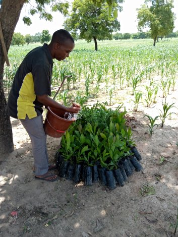 mali_arbres_plantation_foreco_pepiniere.jpg