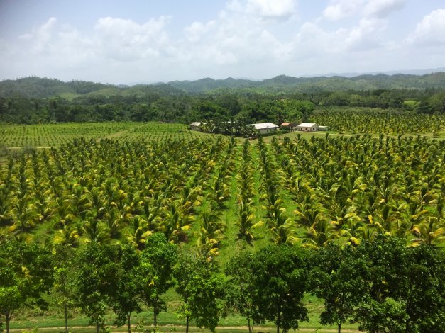 coconuts_plot_at_texbel_farms.jpg