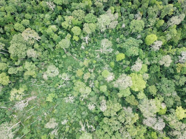 drone_foret_degradee_vue_du_ciel.jpg