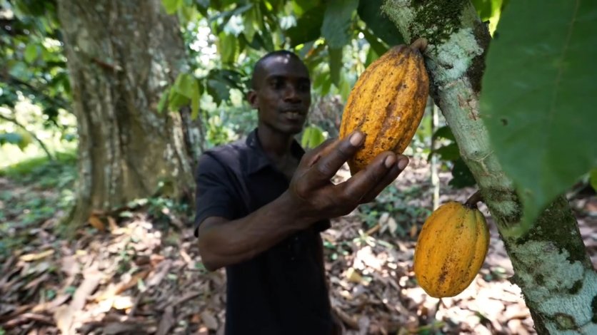 cacao_cote_marche_bio_redd_agrof.jpg