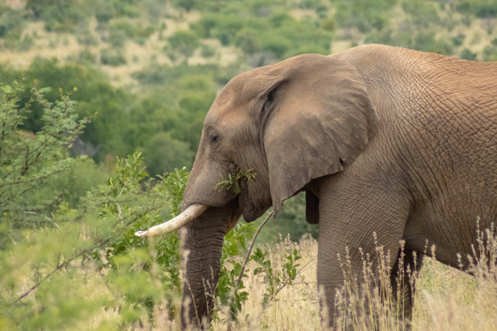 elephant_mozambique_amenagement_du_territoire_biodiversite_foret_redd_teledetection.png
