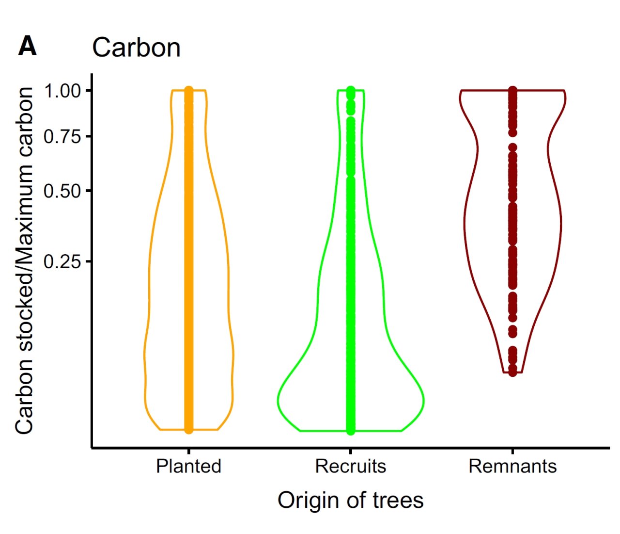 elsa_paper_origine_arbre_cote_ivoire_cacao_foret.jpg