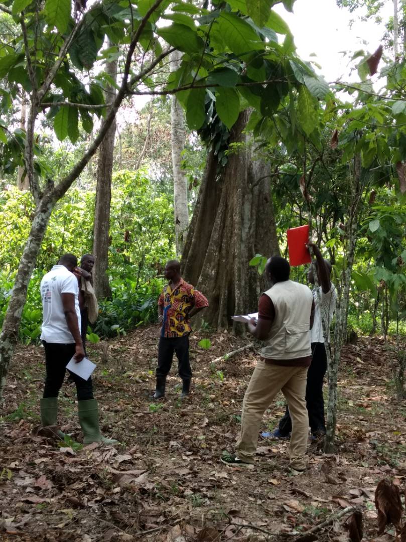 dissertation la deforestation en cote d'ivoire